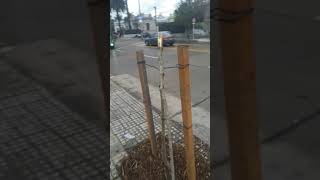 ALERTA VANDALIZAN LOS ARBOLITOS NUEVOS EN MILLÁN!! 11/09/19 MONTEVIDEO.