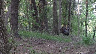 2019 Florida turkey hunt - gettin' on the board!