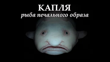 КАПЛЯ - Рыба печального образа