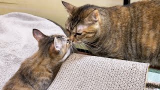 子猫が自分と似てるのではないか？と気づいてしまったお姉ちゃん猫...笑