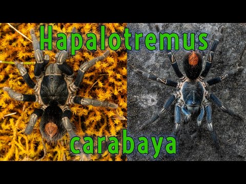 Tarantulas and Alpacas? Blue Spiderlings Living UNDER ROCKS!