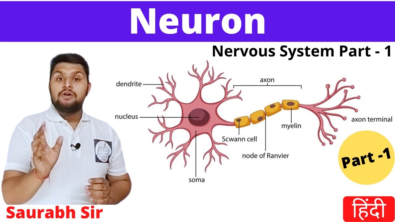 Neuron|| Nervous System in Hindi || Nursing, NEET | เนื้อหาที่เกี่ยวข้องnervous system logoที่สมบูรณ์ที่สุด
