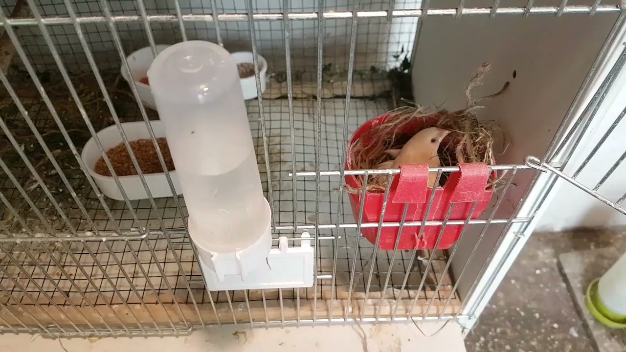 Bengal ispinozu Bakımı / ÜRETİMİ