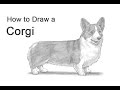 How to Draw a Dog (Welsh Corgi)