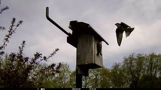 Tree Swallows at One of My Bird Houses!