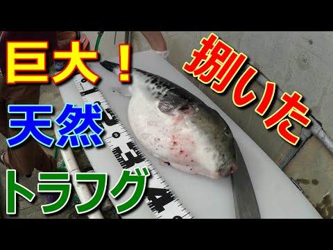 巨大天然トラフグをさばいてみた！※解説付【13本目】