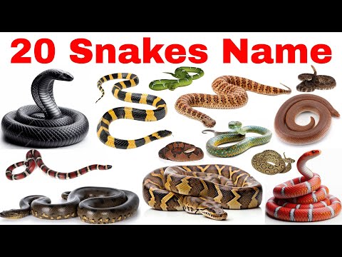 🐍✨ 20 Snakes