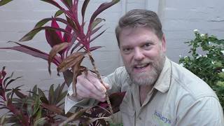 How To Grow a Cordyline From Cuttings and Growing Tips by Greg The Gardener 374,134 views 4 years ago 7 minutes, 19 seconds