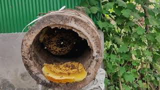 : Transferring of bee colony from traditional box to scientific box at Darjeeling Mungpoo by Prasanga