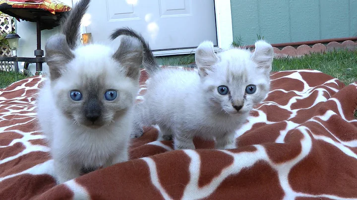 Video 2958331: lynx cat breed, domestic cat breed, feral cat, exotic kitten, rare exotic, white exotic, cat cross