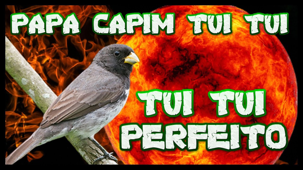 Papa Capim Canto Muito Bom para encarte e Treino de Filhotes #cantodep