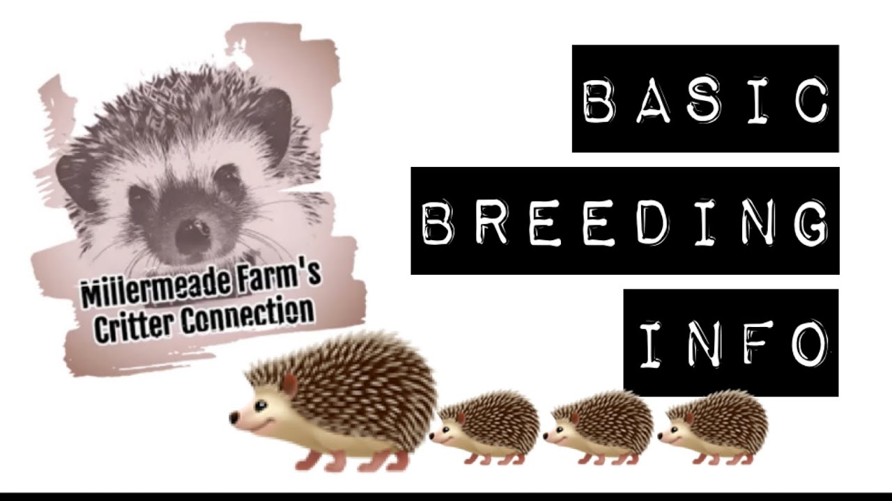 hedgehog breeds