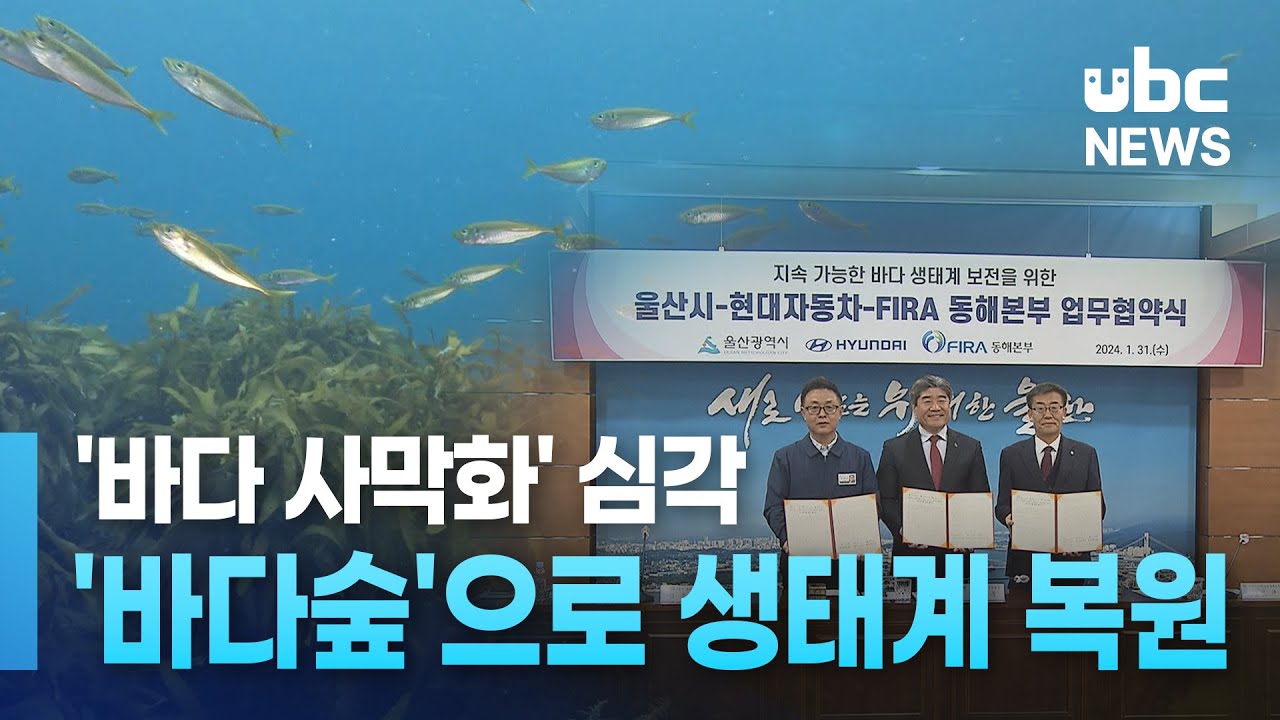 '바다 사막화' 심각.. '바다숲'으로 생태계 복원 20240131
