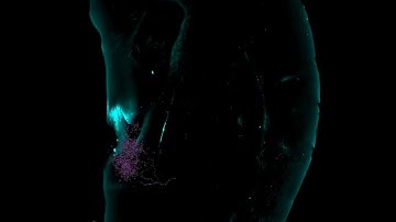 Beautiful reconstruction of a mouse dopamine neuron.