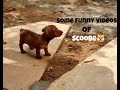 Dachshund funnys  scoobe  sandeep iniyan  dachshund puppy 