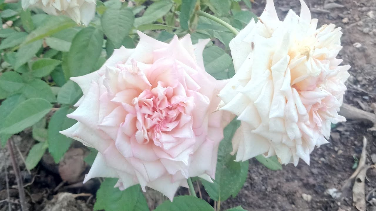 Seven Day Rose Plant YouTube seven-day-rose-plant-youtube