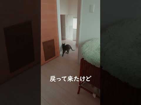 カメラが嫌いな猫と変な歌を作るママ #shorts