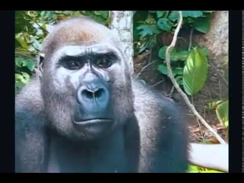 Getting To Love Gorillas Part 2
