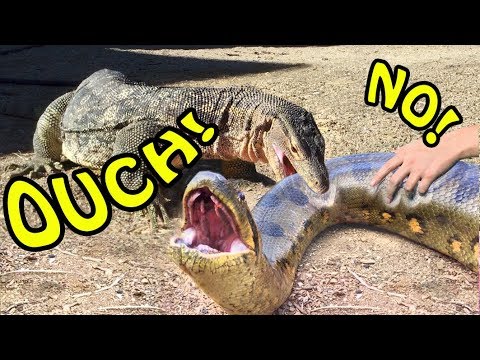 lizard-fights-anaconda-when-food-is-brought-out