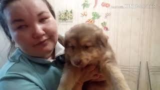 Бедный щенок! Кому щенка?Оливье. Бедный щенок! Кому щенка?Оливье.