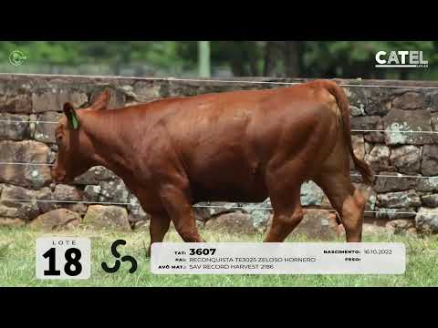 LOTE 18   TAT 3607 Red Angus