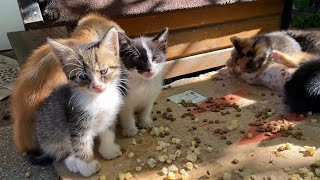 Cute Kittens living on the street. These Kittens love to play.