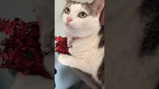 Ada Playing With Christmas Wreath