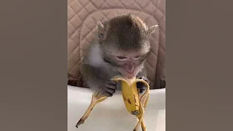 Обезьянка Чита и банан