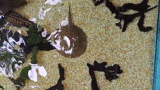 Amazon Rays National Zoo