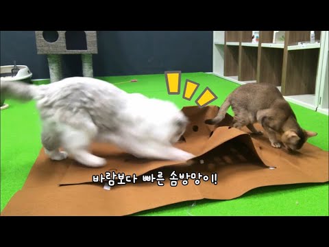 [ENG/JAP] 부직포 하나 때문에 고양이들이 난리가 났어요!