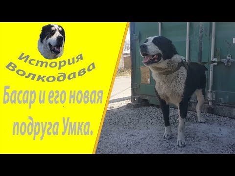 Басар и его новая подруга или как понять что сука пришла в охоту 