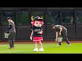 20260502 芝のメンテナンスを手伝うバファローベルちゃん