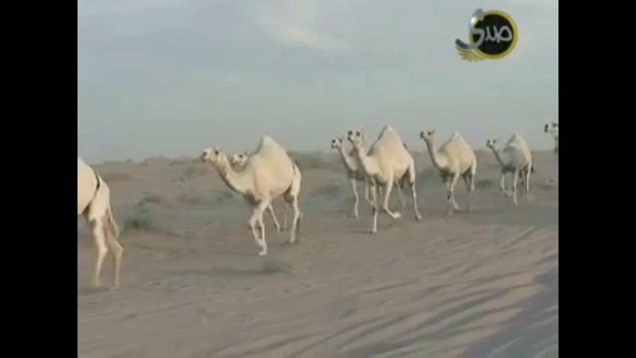 منقية مشعان بن مانع الشيباني الحاصله على المركز الاول