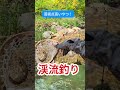 【渓流釣り】芸術点高いやつ！ #釣り