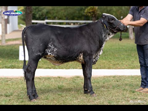 LOTE 21   LEILÃO GIROLANDO FAZENDA SÃO MIGUEL   0718CJ