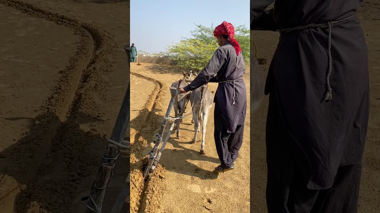 مزارع عجوز يتحدى الزمن في راجستان ويواصل الزراعة بالطريقة القديمة