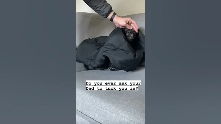 My anxious dog getting tucked in #anxiousdog #relatable #cutedog #anxiety #whippet