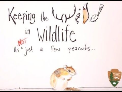 camera iphone 8 plus apk Keeping the Wild in Wildlife: It's not just a few peanuts