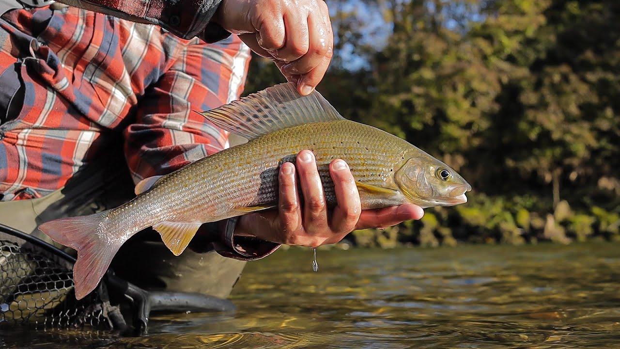 Fliegenfischen am Traumgewässer LiveBisse Herbstäschen