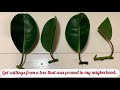 Rubber plant / Ficus elastica propagation | 6 week update 💚🌱 | Plant love.