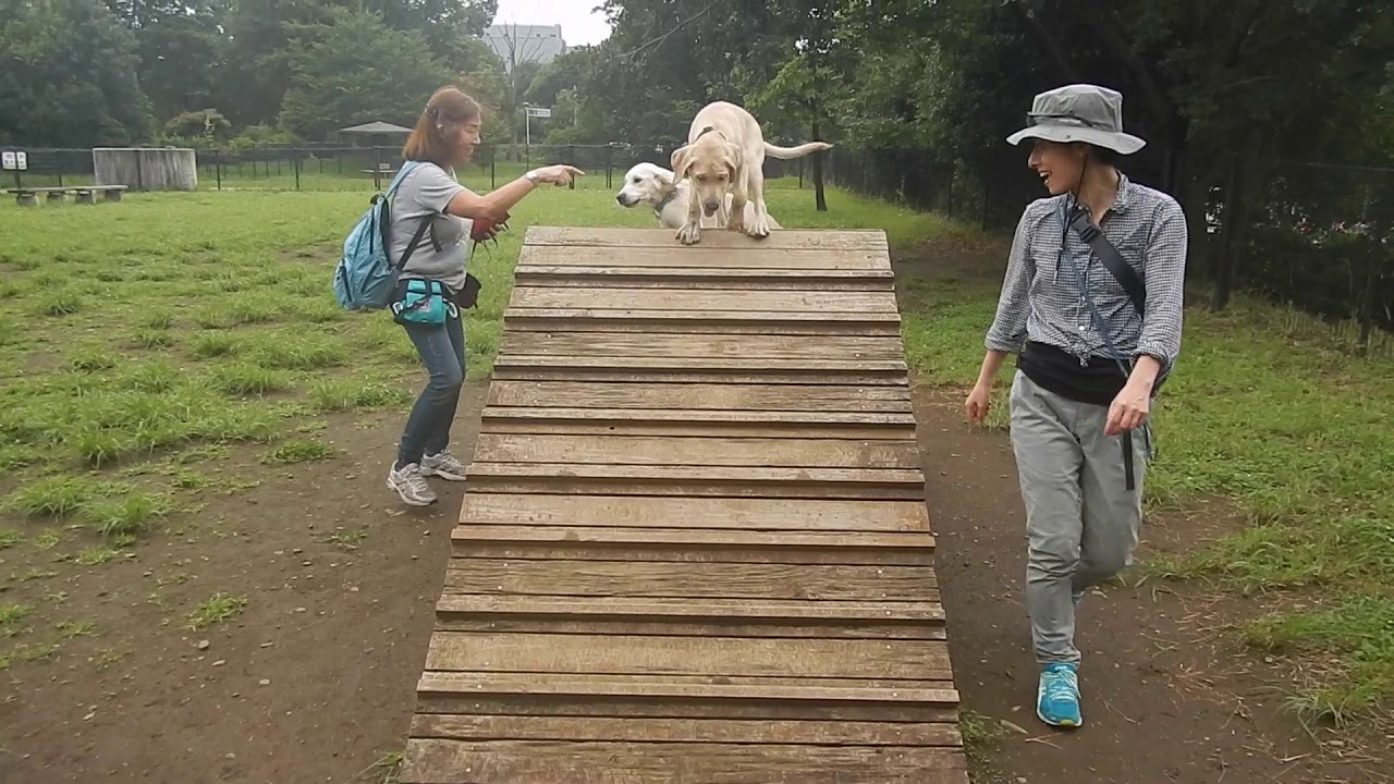 Shine On! Kids Puppy Training Program YouTube