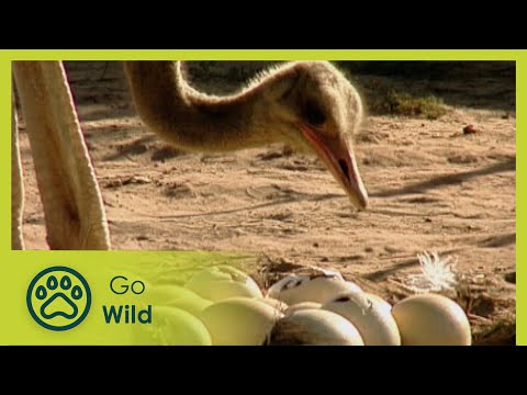 Birds of a Feather - Ostriches - Go Wild