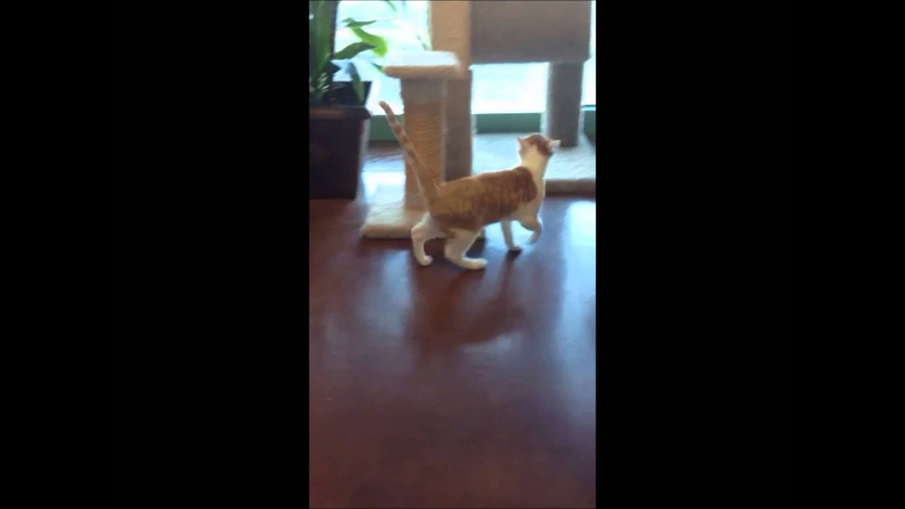 Post Op Declaw YouTube