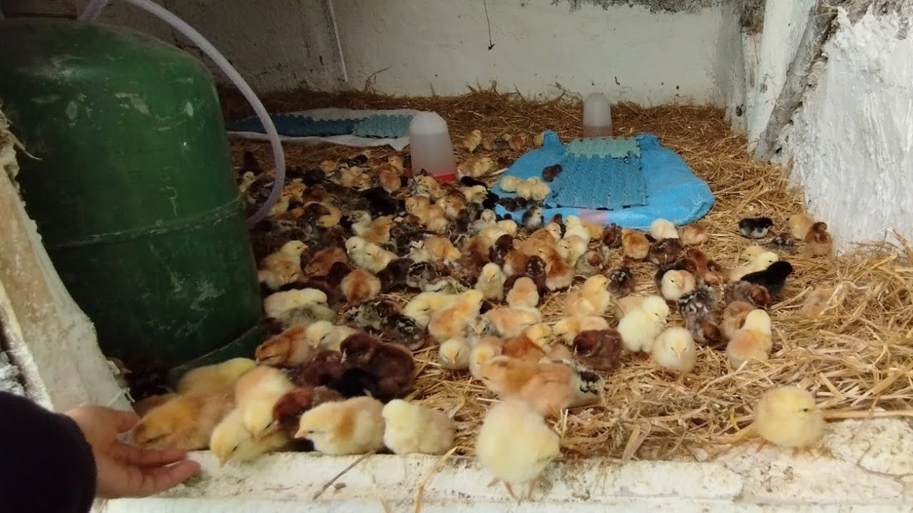 تربية الدواجن للمبتدئين اليوم الأول من حياة الكتكوت،طريقة الإستقبال،والاطعام والتدفئة