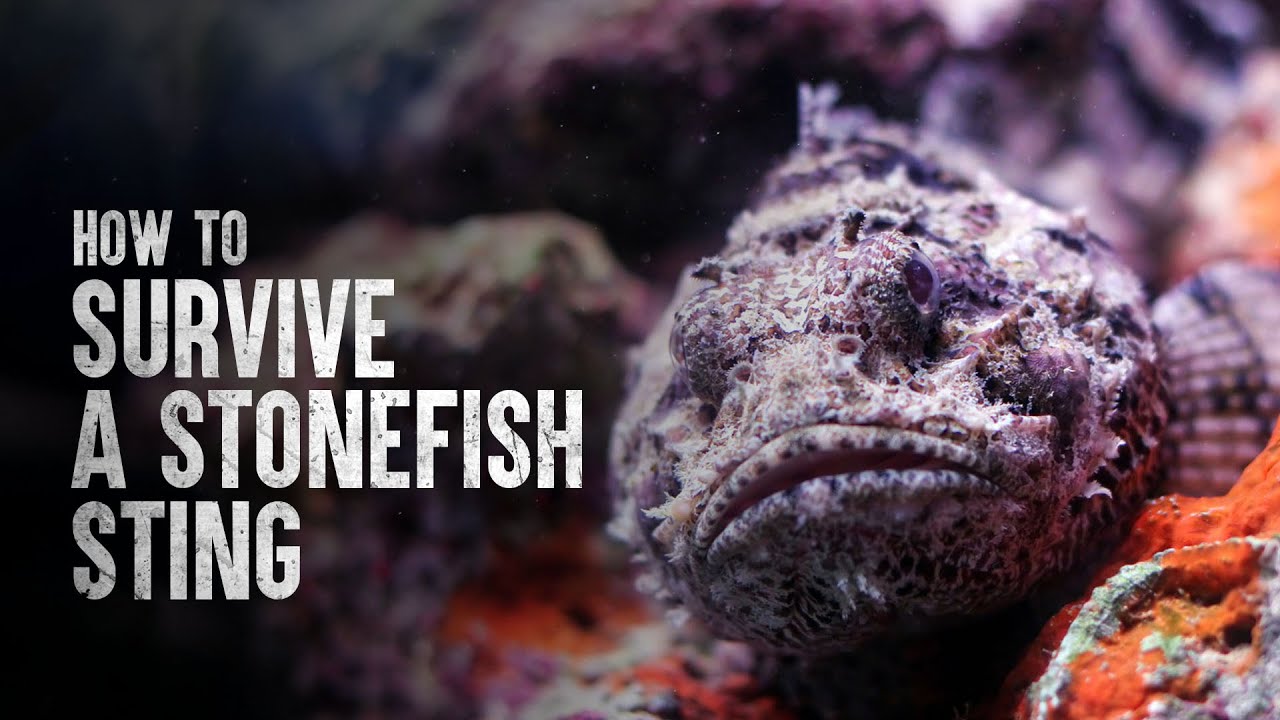 How To Survive A Stonefish Sting