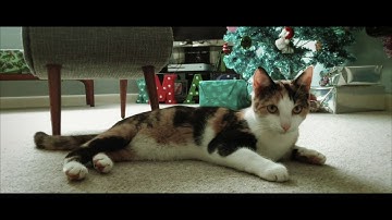 Zhiyun Smooth Q and Filmic Pro test.