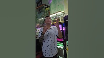 LÀM HỒ NUÔI CÁ LÓC KIỂNG PHÁO HOA ĐỐM VÀNG CHUẨN ĐỂ TÔN LÊN VẺ ĐẸP CỦA CÁ| Cá cảnh An An #cacanhanan