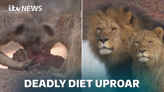 Download Lagu Denmark zoo asks for unwanted family pets to feed its animals | ITV News MP3 Download Lagu Denmark zoo asks for unwanted family pets to feed its animals | ITV News MP3