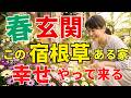 【幸せ運ぶ春の花】玄関に置くだけ8選を風水アドバイザーが解説