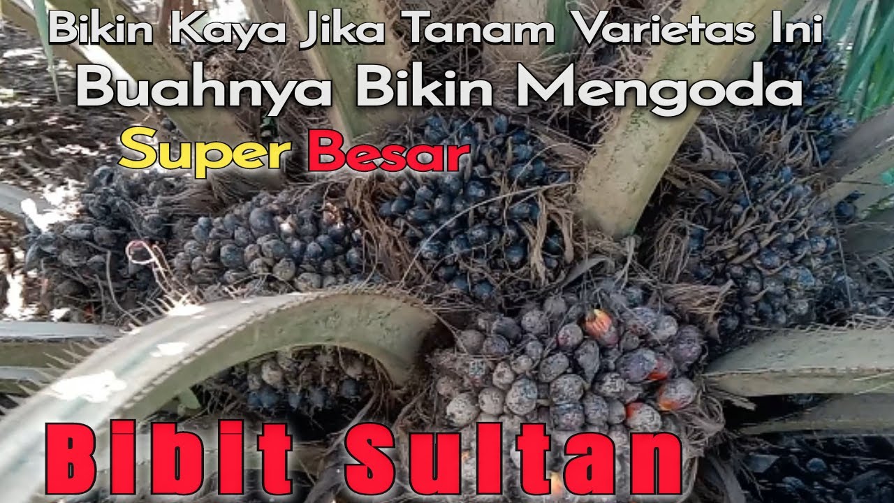 KEUNGGULAN VARIETAS VERDANT SELECT USIA 2 TAHUN BUAHNYA SUPER BESAR